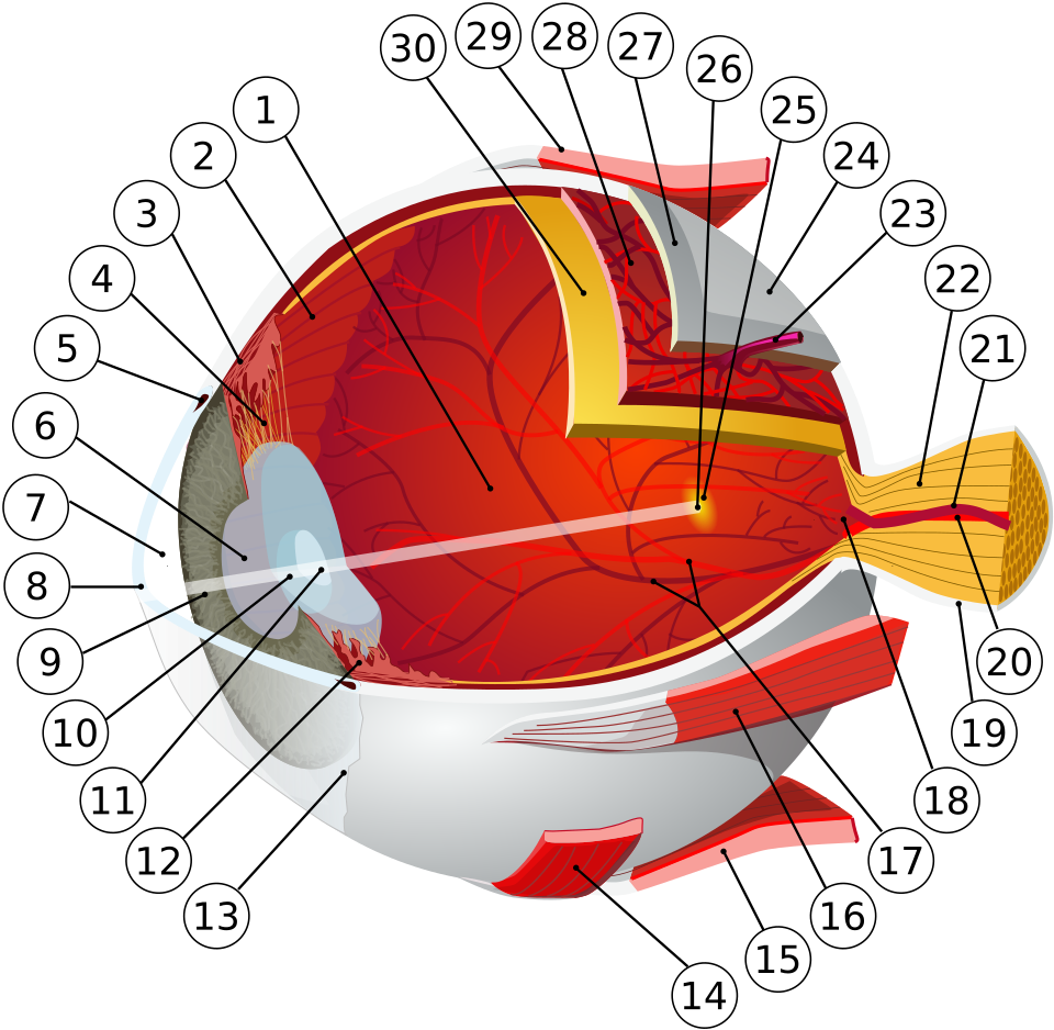 Cross-sectional illustration of the human eye