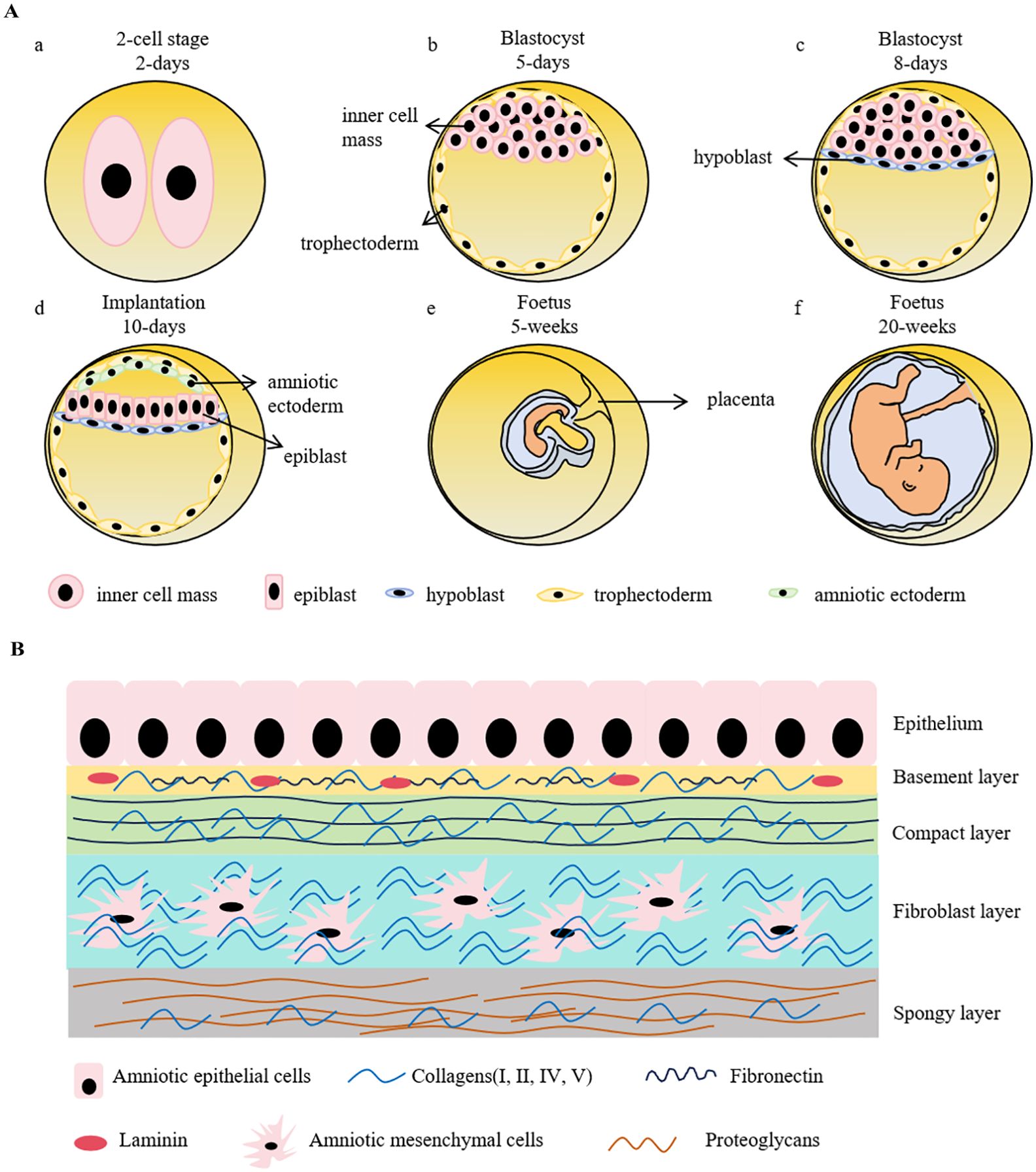 Illustration of amniotic membrane layers