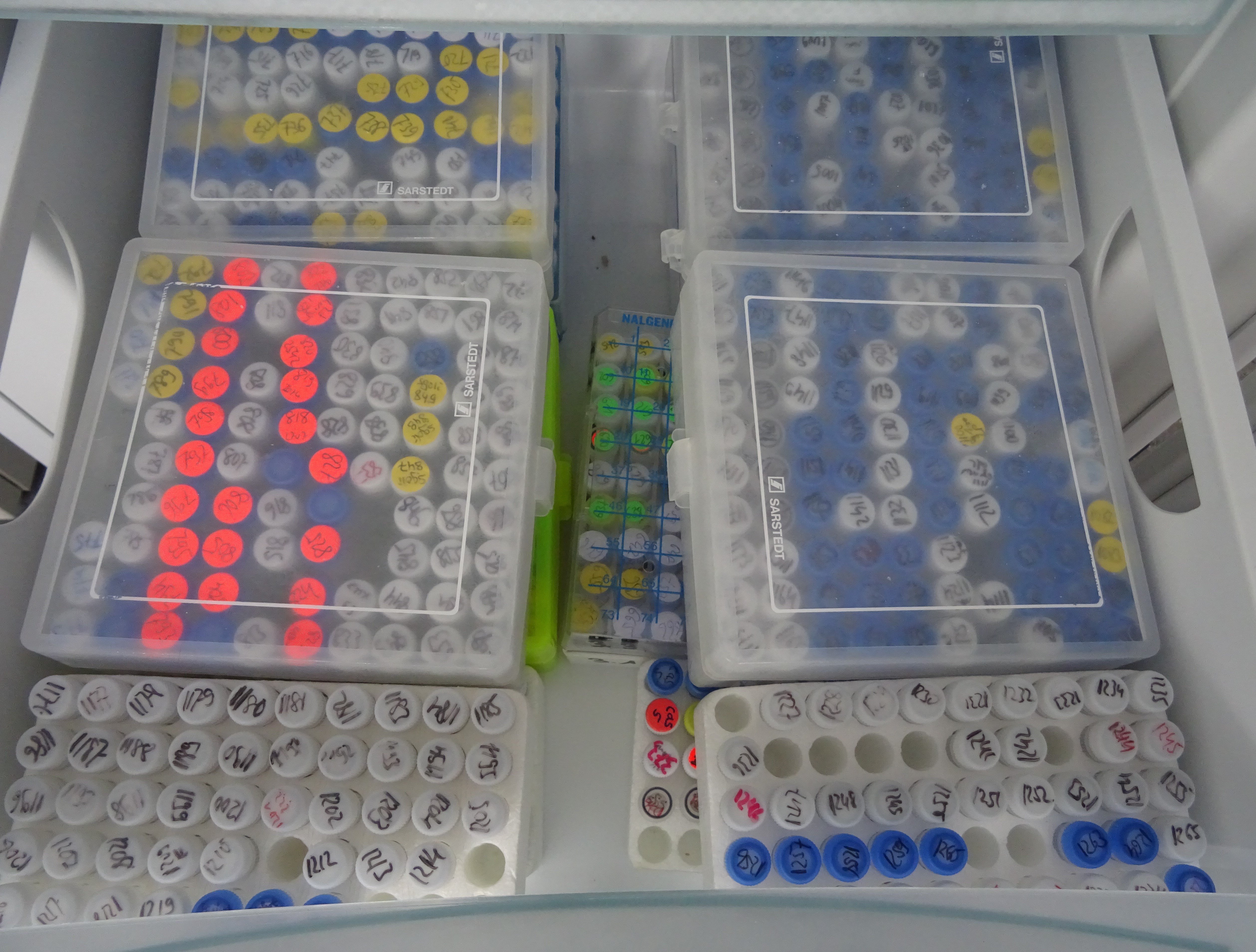 Laboratory freezer drawer containing boxes of labeled tubes