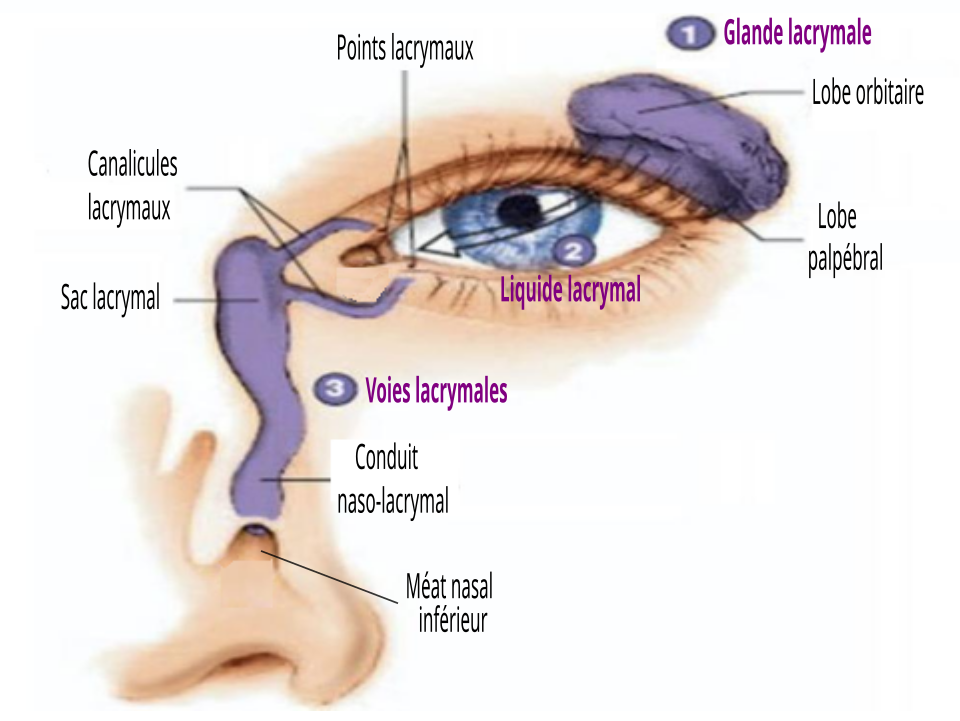 Diagram of the lacrimal apparatus showing tear flow and drainage pathways.