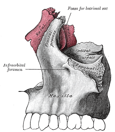 Gray's Anatomy plate showing the fossa for the lacrimal sac in the skull.