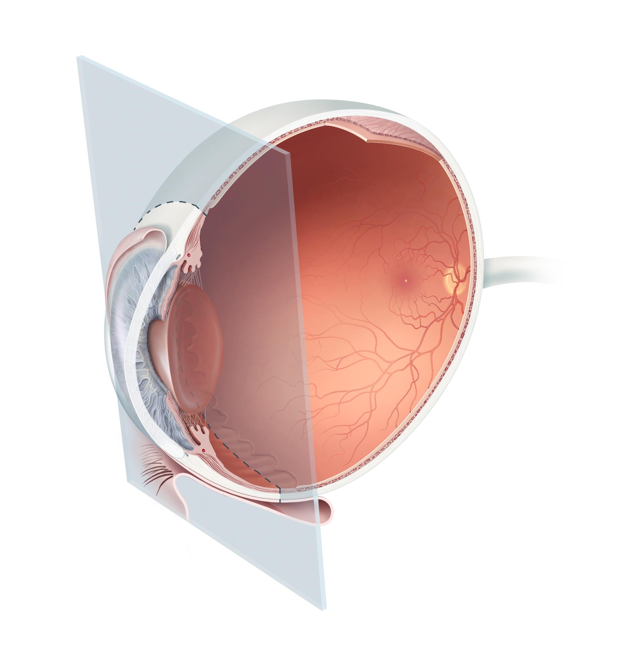 3-D illustration of the eye’s interior