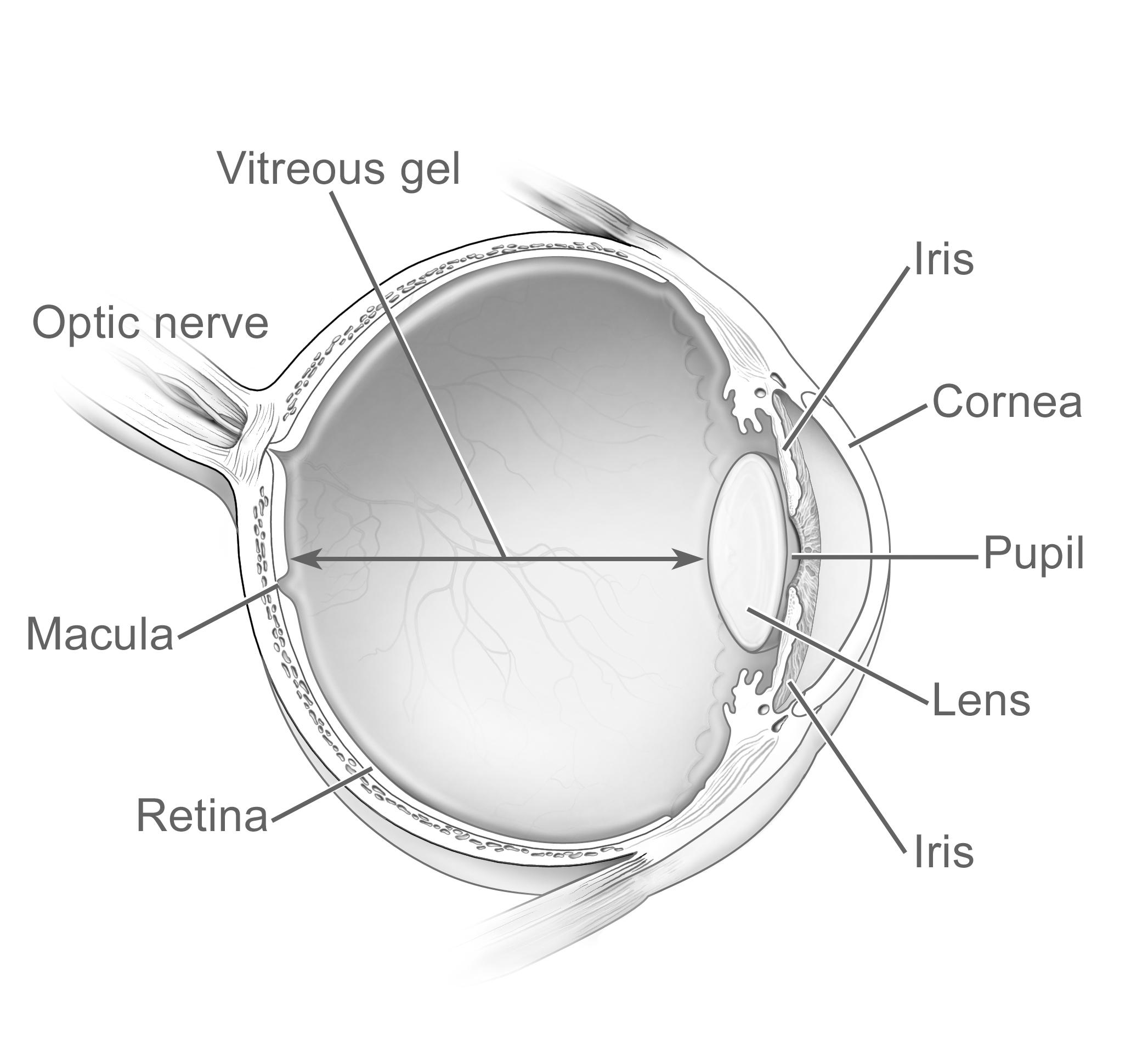Cross-section diagram of the human eye labeling the lens, cornea, retina, and other key parts