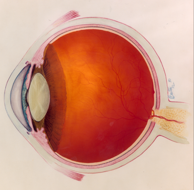 Illustration of the human eye showing internal anatomy and retina