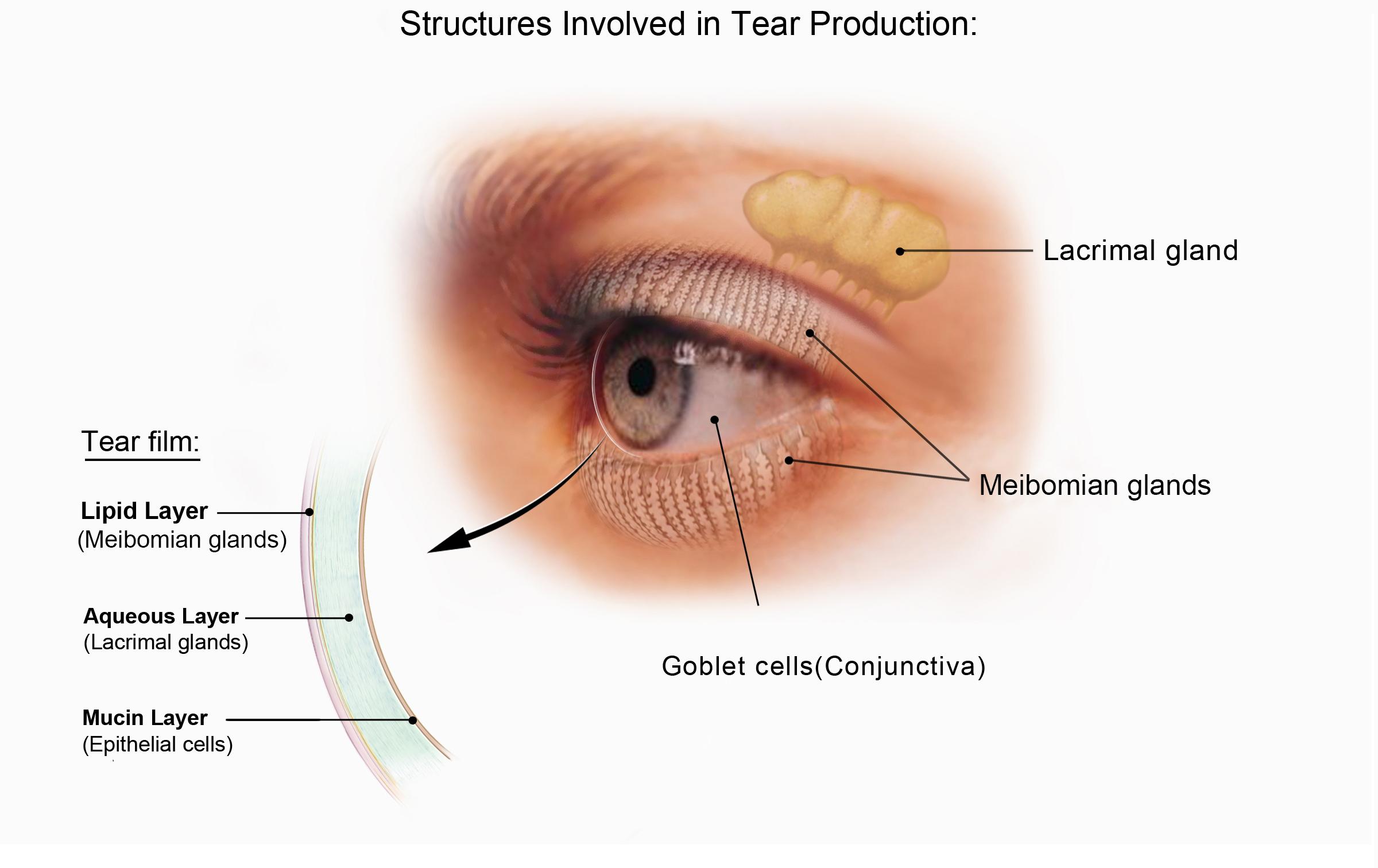 Diagram of tear film layers and glands involved in tear production