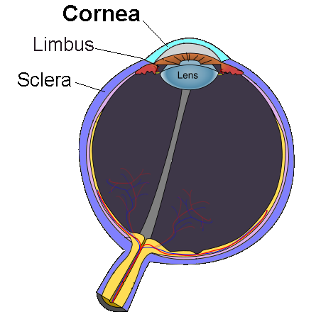 Diagram showing the cornea at the front of the eye