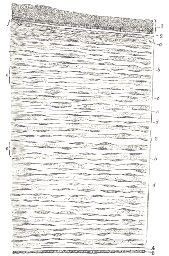 Vertical section drawing of the cornea with labeled layers