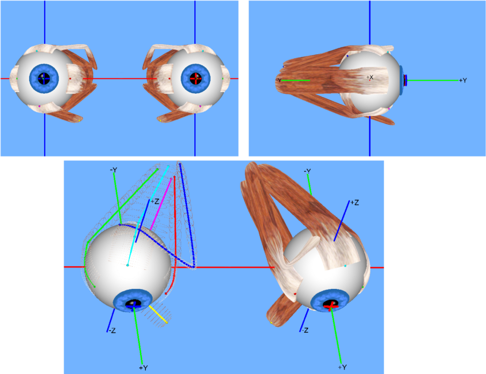 Illustration of the six extra-ocular muscles attached to the eyeball.