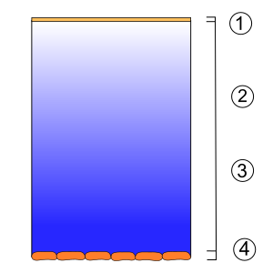 Diagram of the lipid, aqueous and mucin layers of the tear film