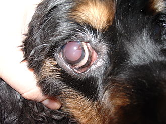 Canine ectropion showing exposed conjunctiva