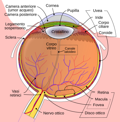 Color diagram of normal eye anatomy for orientation