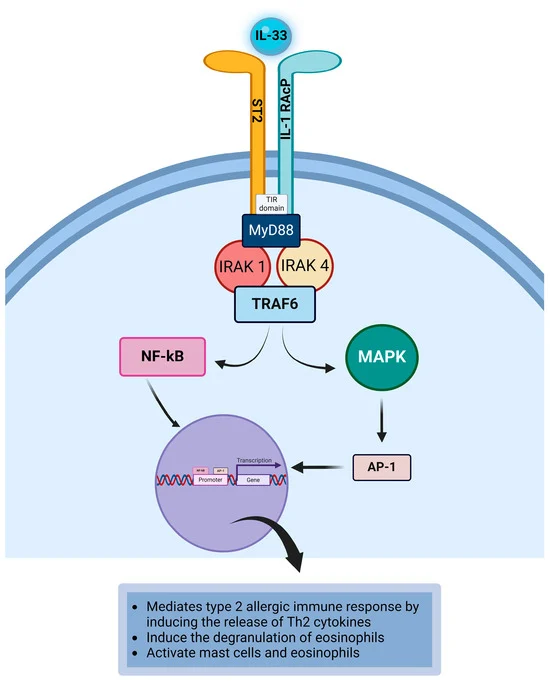 Diagram of the cellular pathway (IL-33, NF-κB, MAPK) involved in allergic eye inflammation