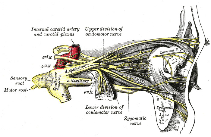 Gray’s Anatomy plate illustrating the nerves of the orbit and ciliary ganglion.