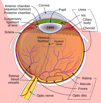 Cross‑section diagram of the human eye highlighting the vitreous body between lens and retina.