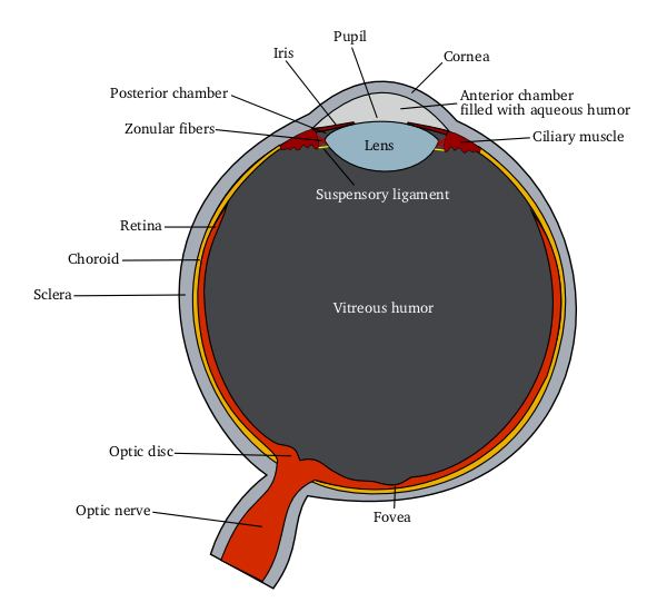 Cross-section diagram of the human eye with labeled structures