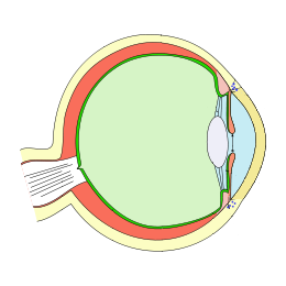 Simple cross-section diagram of the human eye showing cornea, lens, and retina