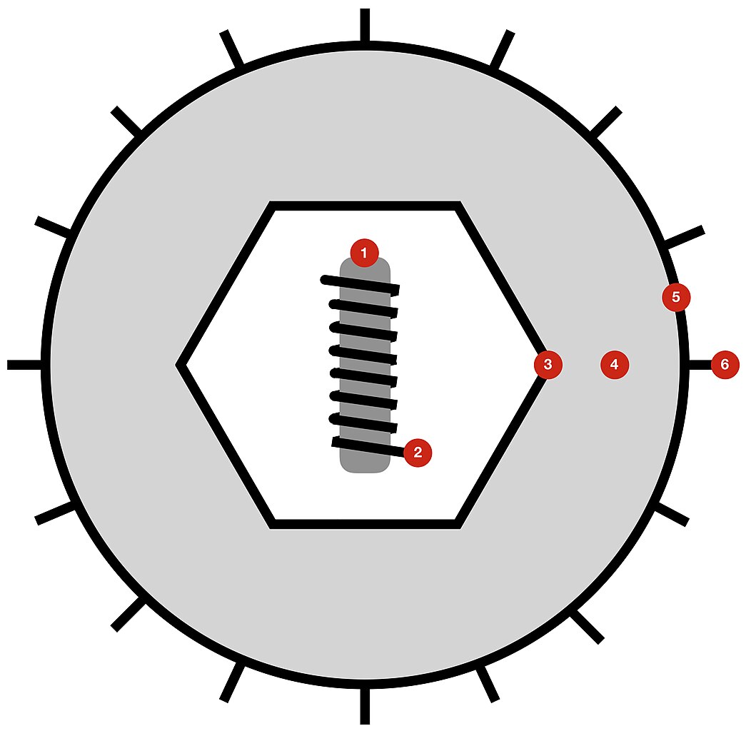 Diagram of a herpesvirales virion showing capsid, tegument, and envelope