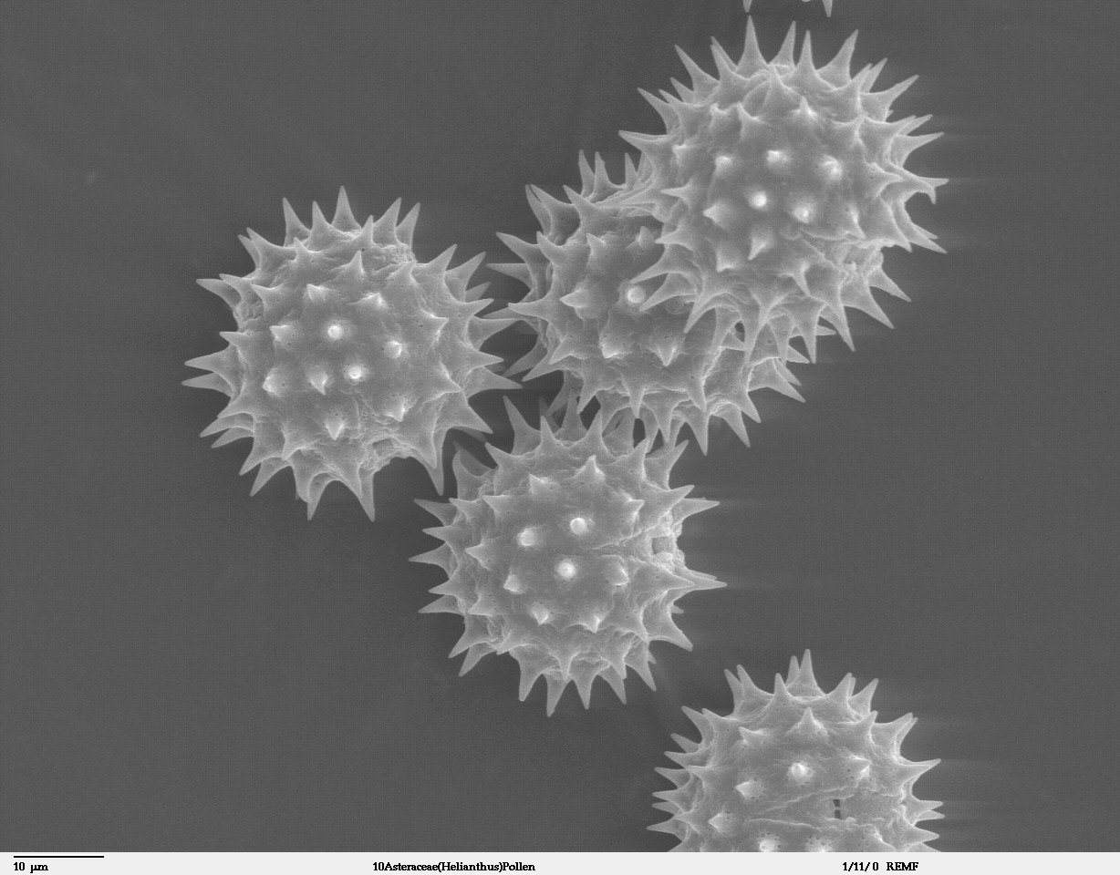 Scanning electron microscope image of spiky sunflower pollen grains