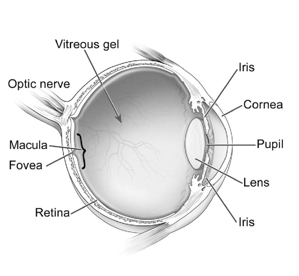 Cross-section of the eye with macula labeled