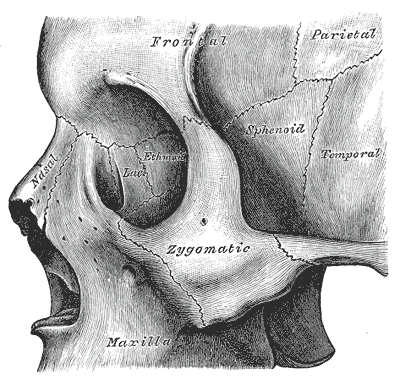 Skull bones around the orbit including lacrimal region