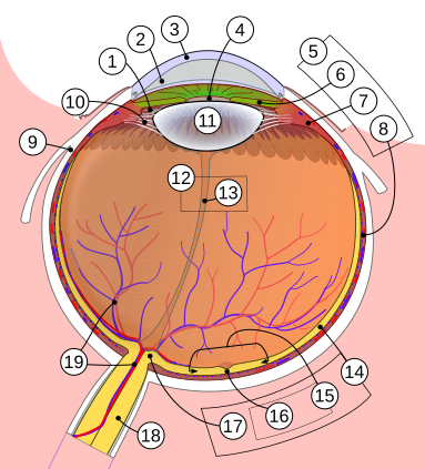Color cross-section diagram of the human eye labeling major structures.