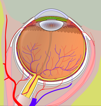 Color cross-section diagram of the human eye