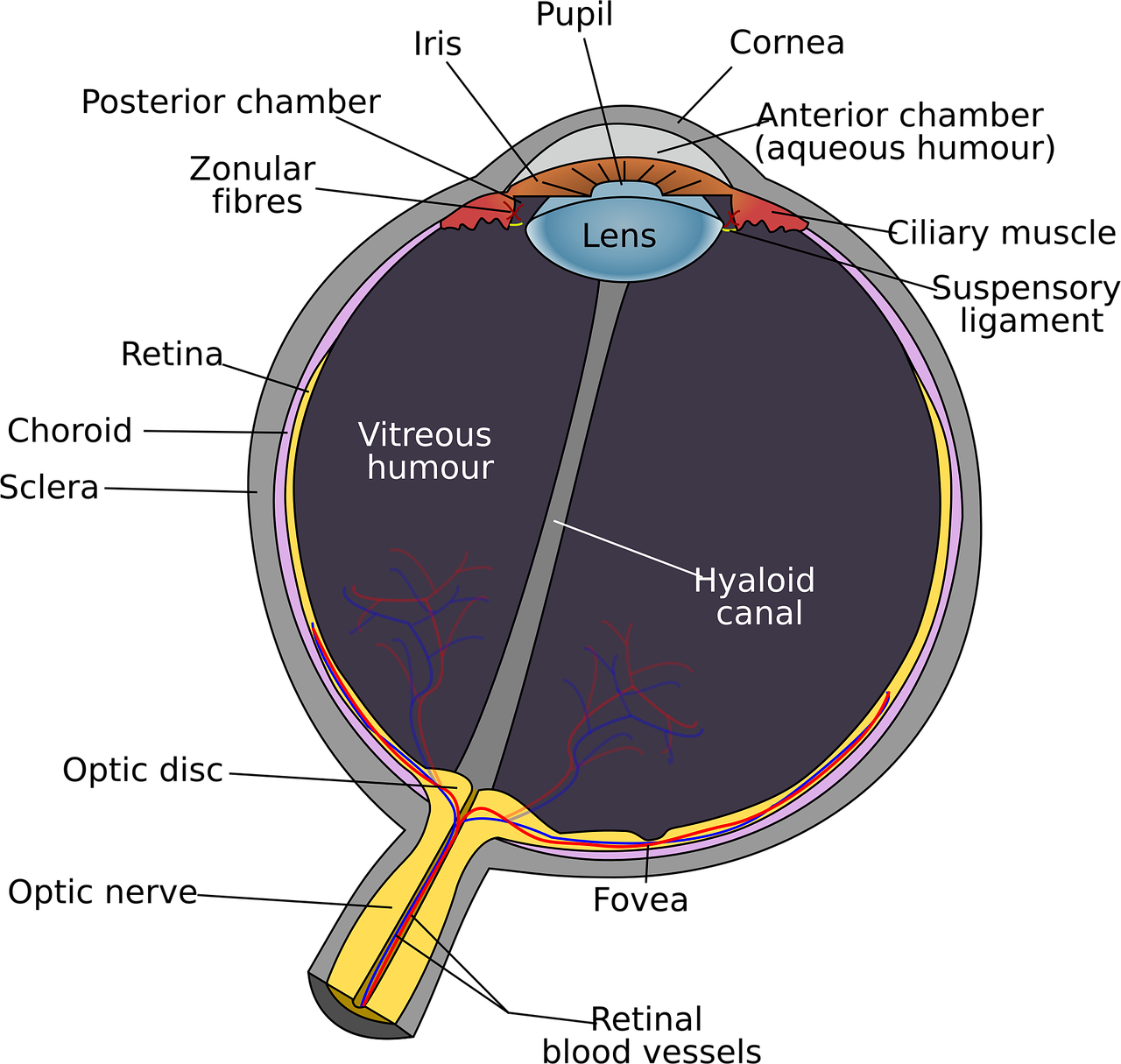 Simplified eyeball vector illustration