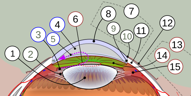 Diagram of the anterior eye segment showing aqueous humor flow