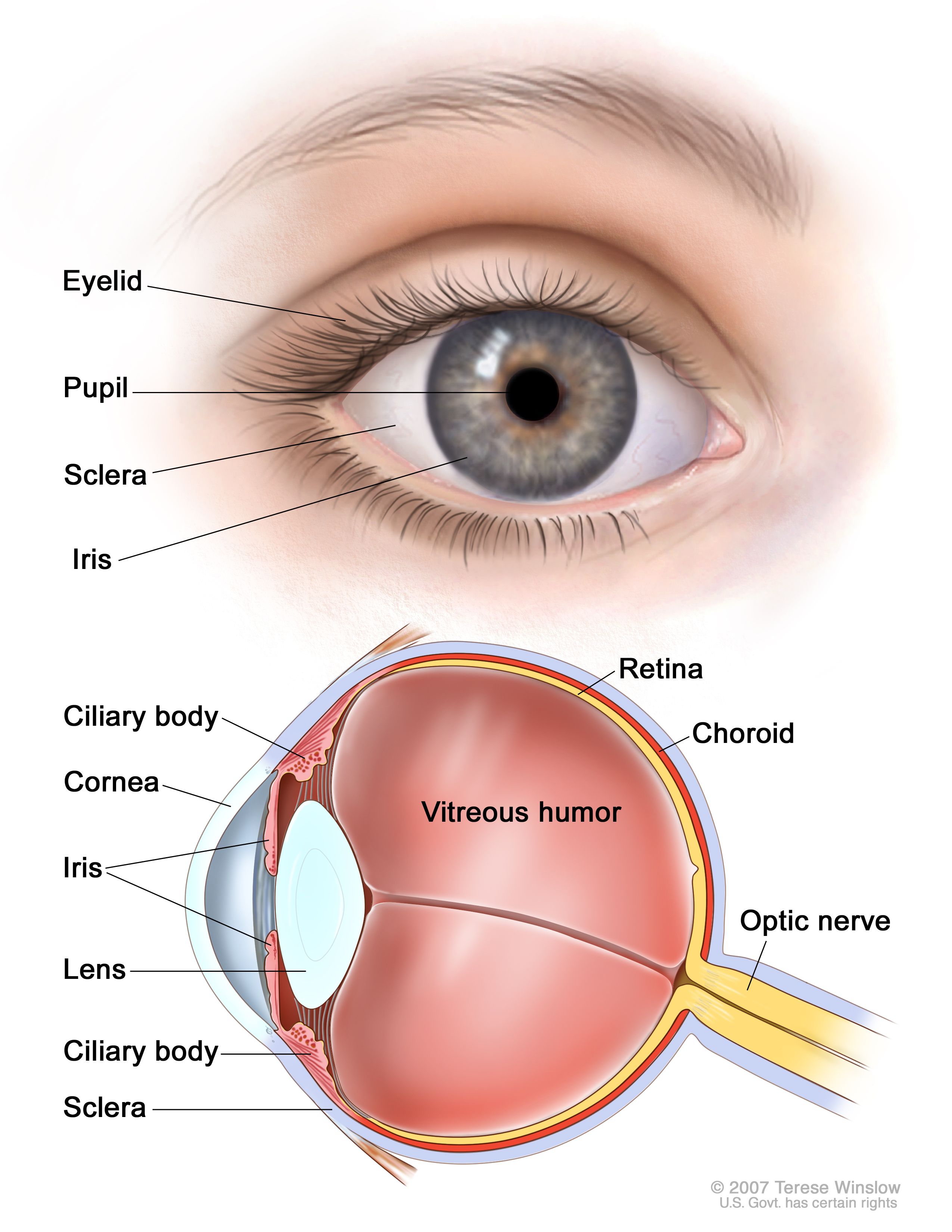 Labeled illustration of the eye showing iris, ciliary body, choroid, retina, sclera, and optic nerve
