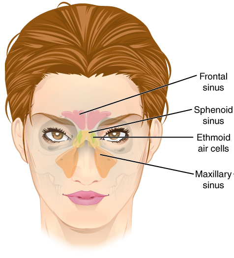 Illustration labeling the frontal, ethmoid, sphenoid, and maxillary sinuses
