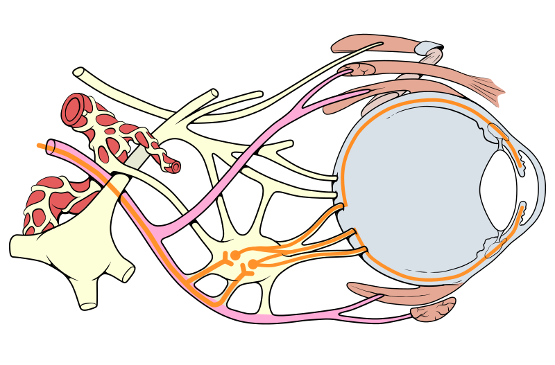 Diagram of eye nerve pathways