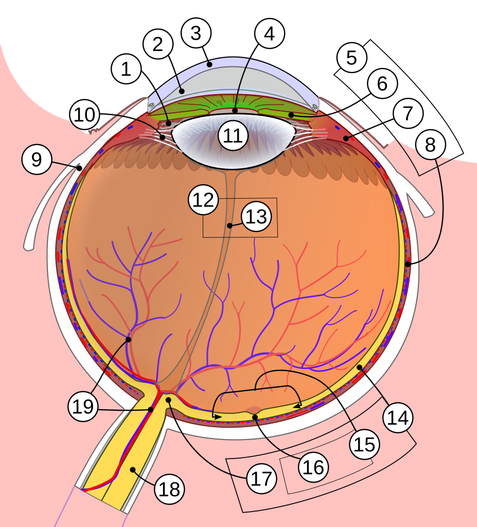 Annotated cross-section diagram of the human eye highlighting conjunctiva and cornea
