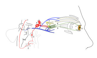 Schematic of sympathetic and parasympathetic pathways involved in Horner syndrome.