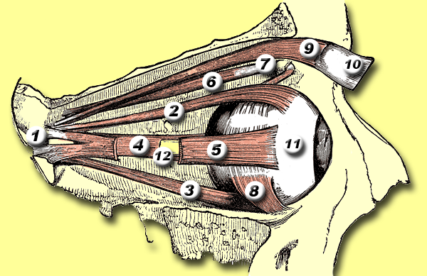 Diagram of extra-ocular muscles; number 9 marks the levator palpebrae superioris.