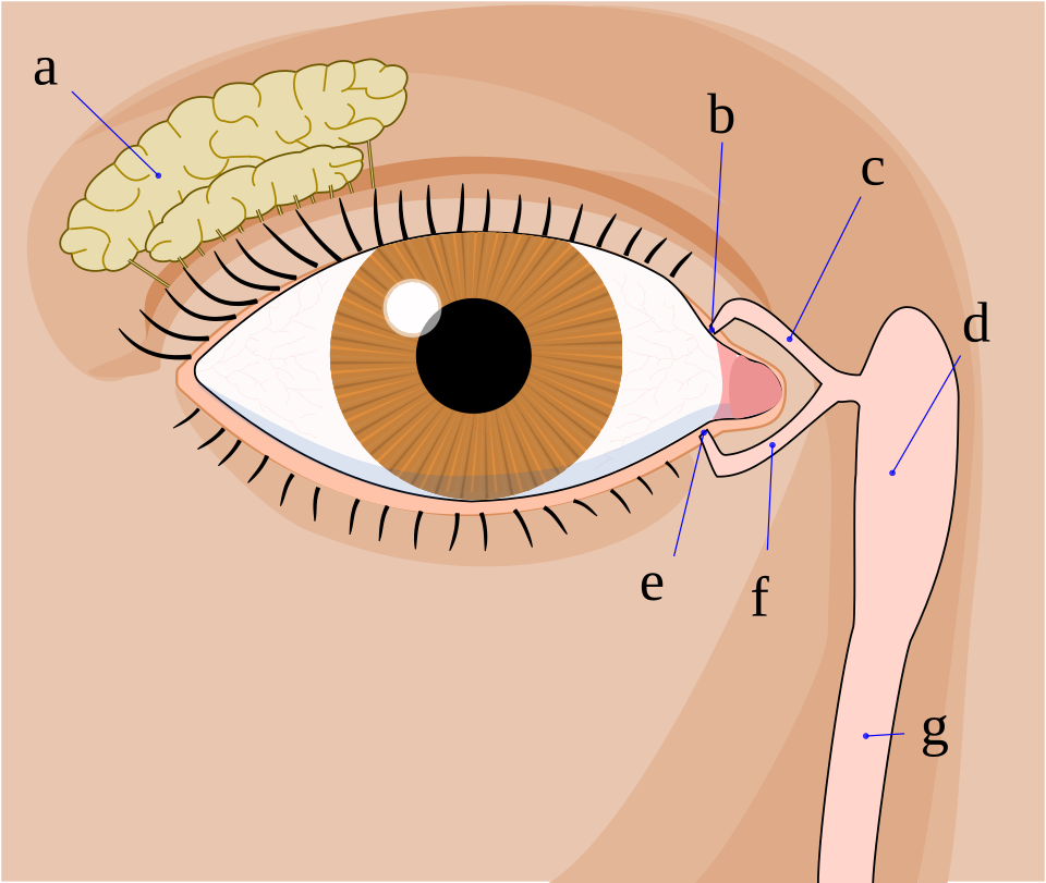 Diagram of the tear drainage system showing puncta, canals, sac, and duct