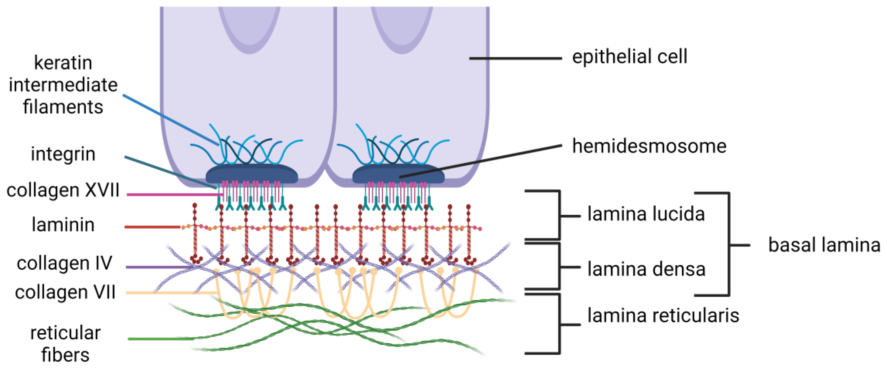 Diagram of epithelial basement membrane with hemidesmosomes and laminin layers