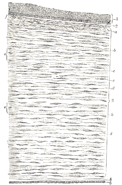 Vertical section drawing of the human cornea showing layers