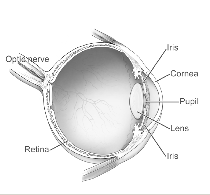 Grayscale eye cross-section diagram labeling the optic nerve, cornea, lens, pupil, iris, and retina
