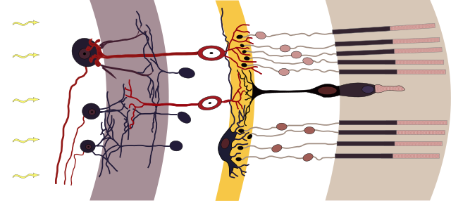 Cross‑sectional diagram of the retina with blood vessels and neural layers.