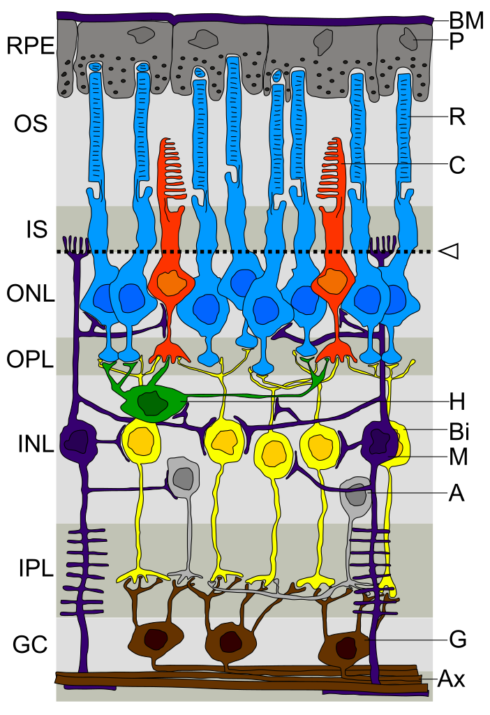 Diagram of retinal layers including photoreceptors, bipolar cells, and ganglion cells