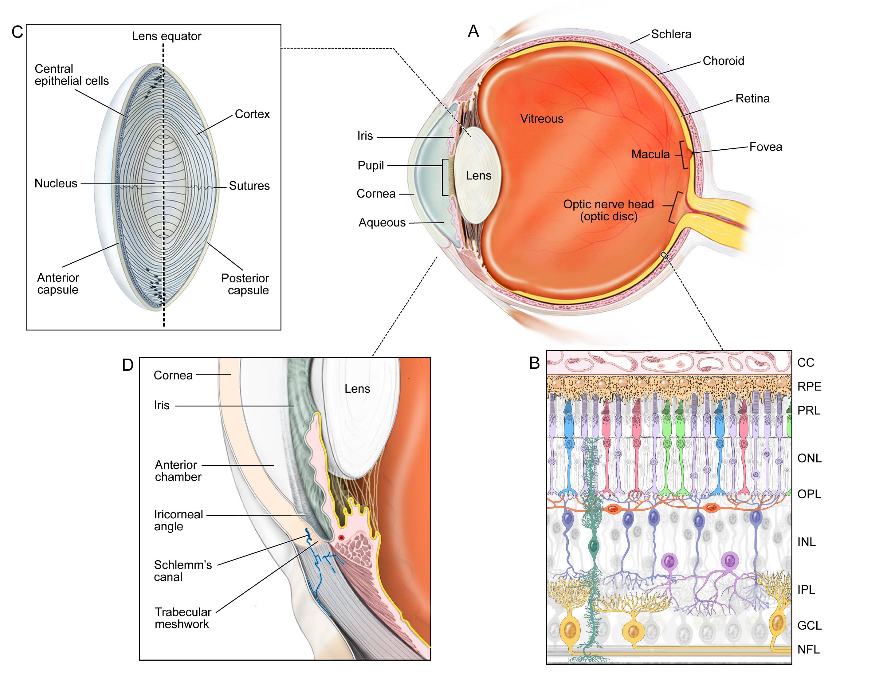 Cross‑section diagram of the eye showing the trabecular meshwork
