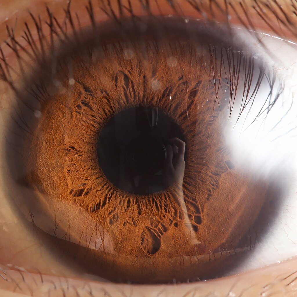 Close-up photograph of a human eye