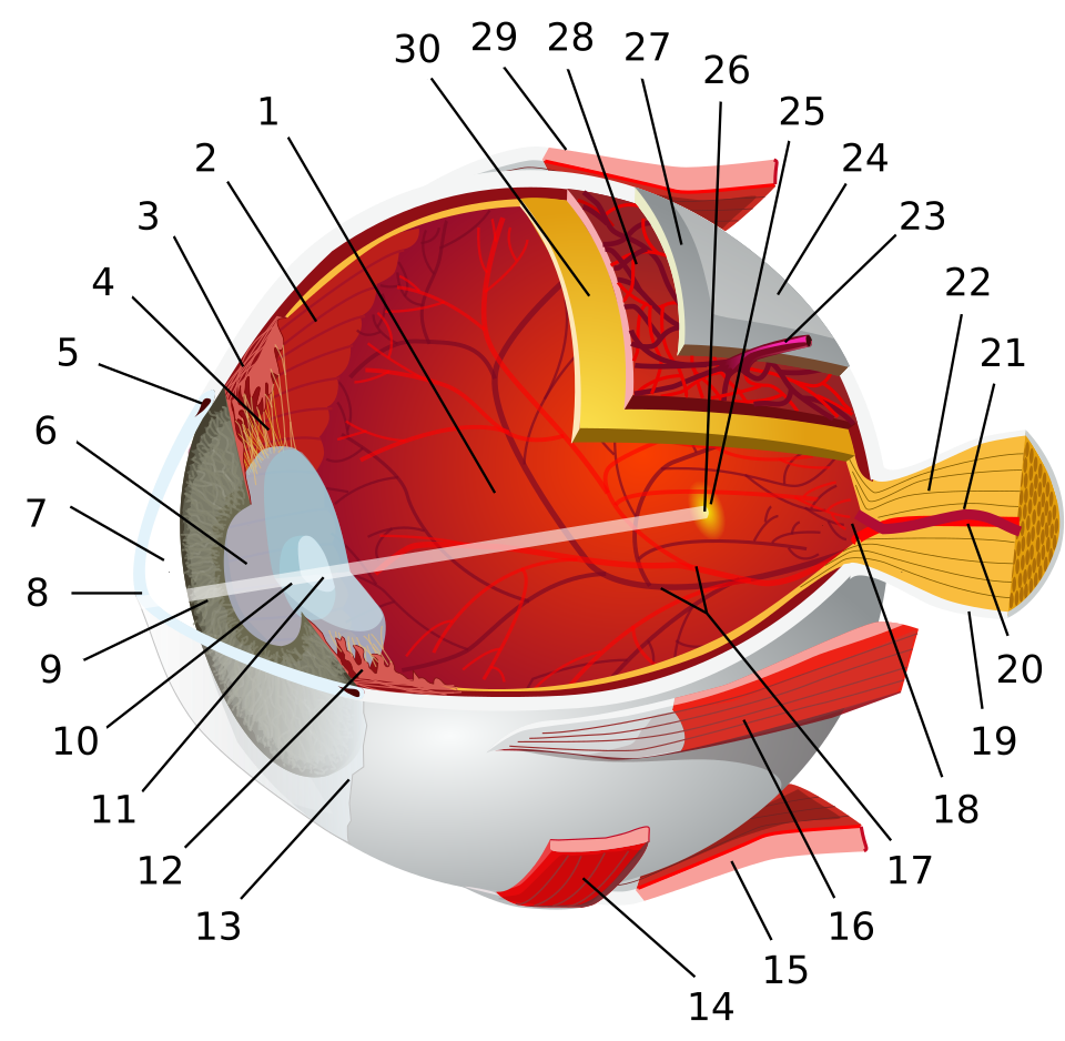 Cross-section diagram of the human eye with labels