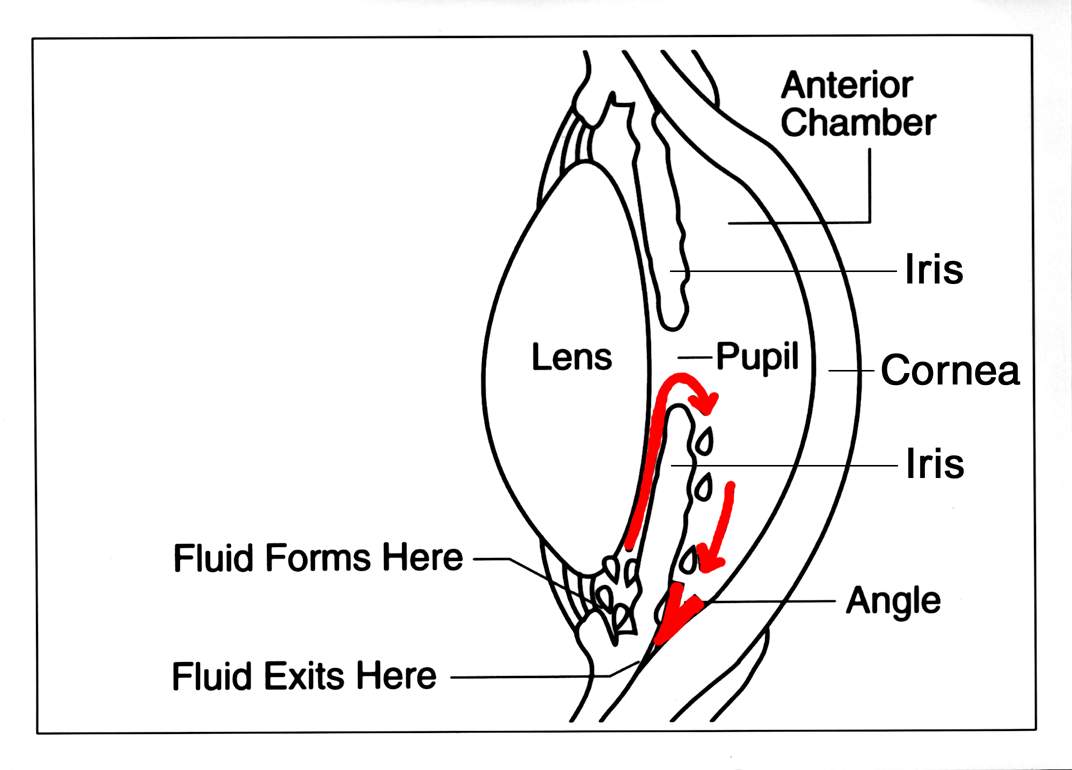 Diagram of aqueous humour flow inside the eye