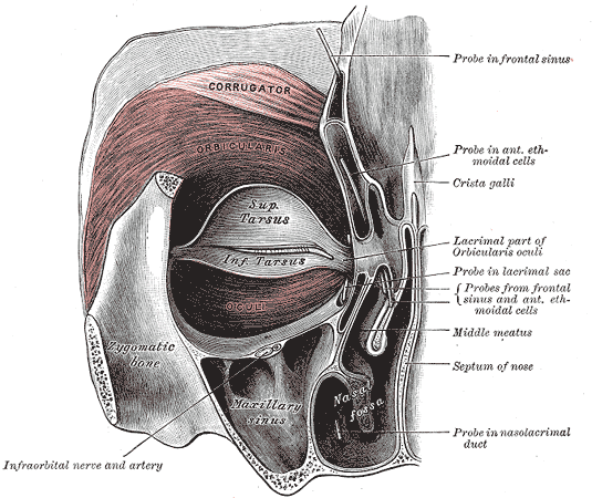 Gray’s Anatomy plate of orbital structures