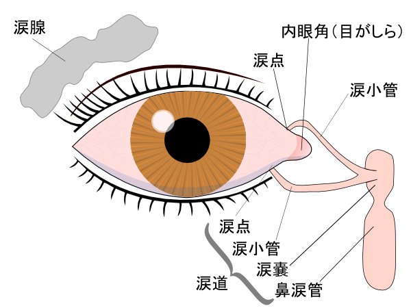 Diagram of the lacrimal gland and tear drainage pathway (Japanese labels)