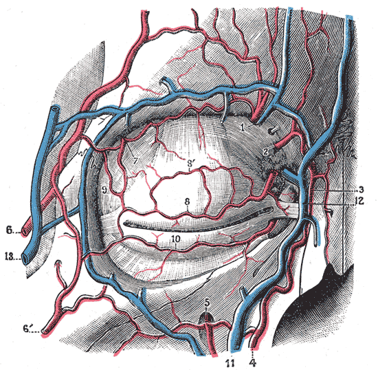 Gray's Anatomy illustration of eyelid blood vessels