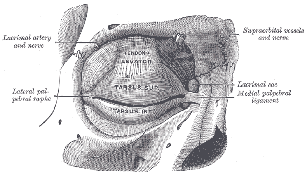 Gray's Anatomy diagram of tarsi and eyelid ligaments