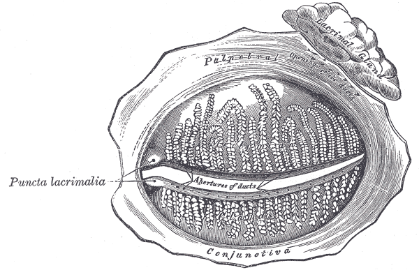 Gray's Anatomy close-up of palpebral conjunctiva and lacrimal punctum