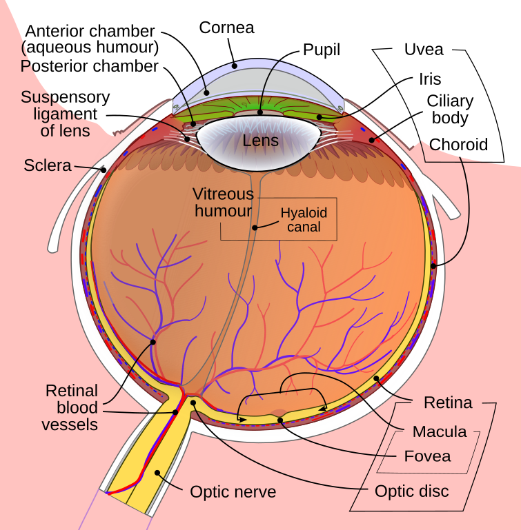 Cross-section diagram of the human eye highlighting the iris, ciliary body and choroid (uvea).